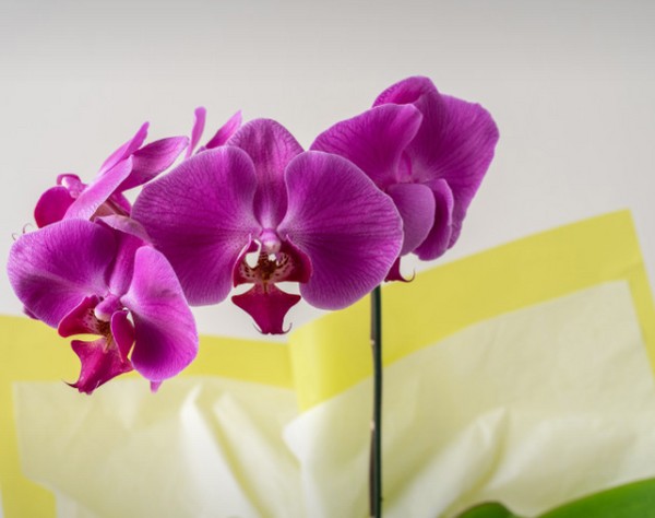 Orquídea Phalaenopsis para Presente